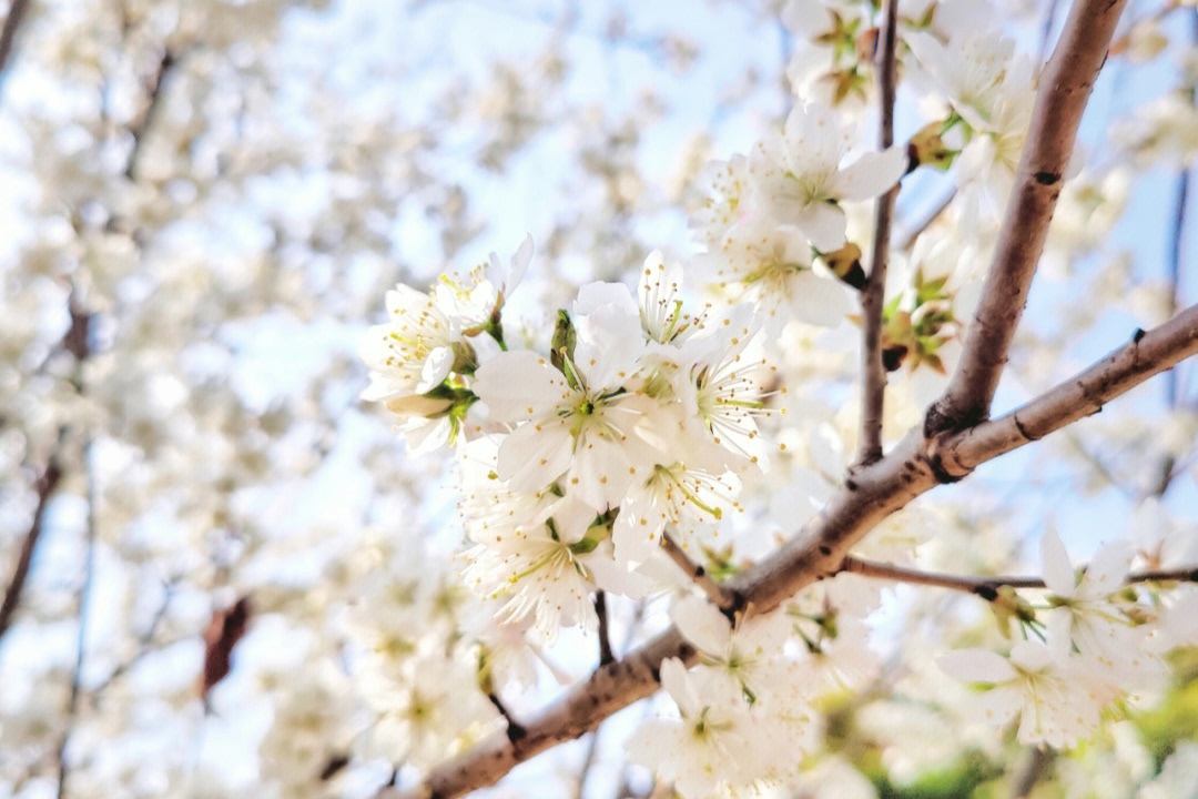 樱桃花94 手机也能拍 真希望当时带个相机#春天去赏花