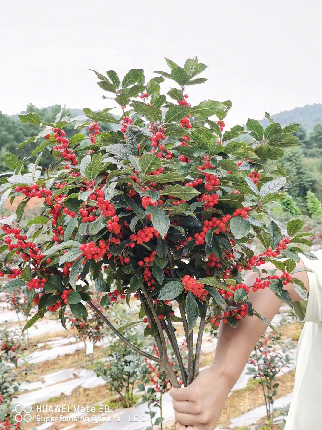 青岛耐冬花冬天的养护图片