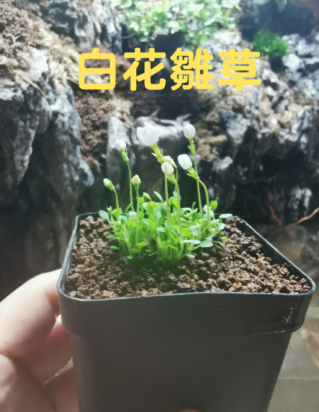 白花磨其草的功效图片