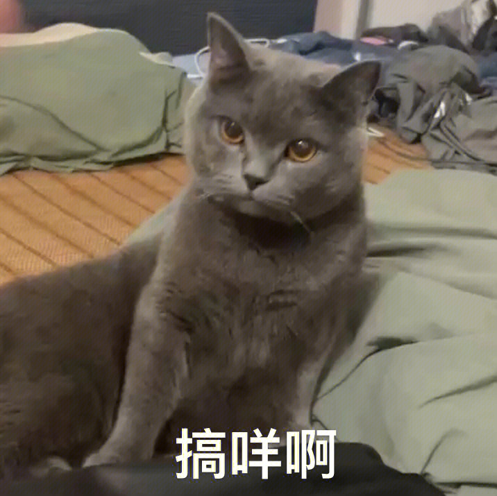 达咩猫表情包图片