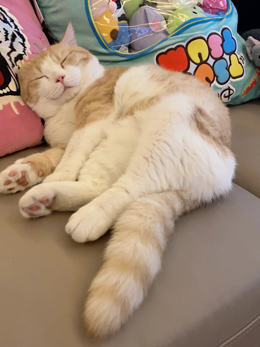 猫咪最舒服的睡觉姿势图片