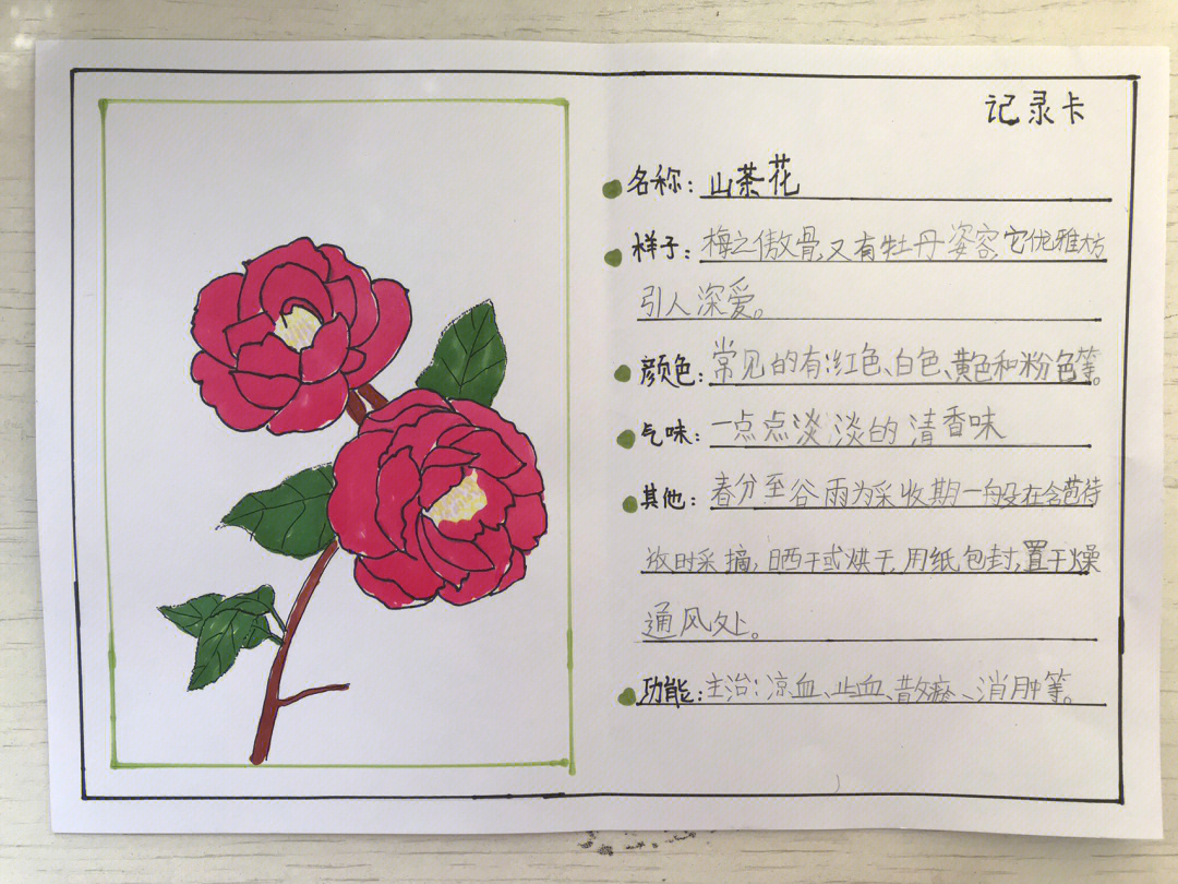山茶花植物记录卡图片