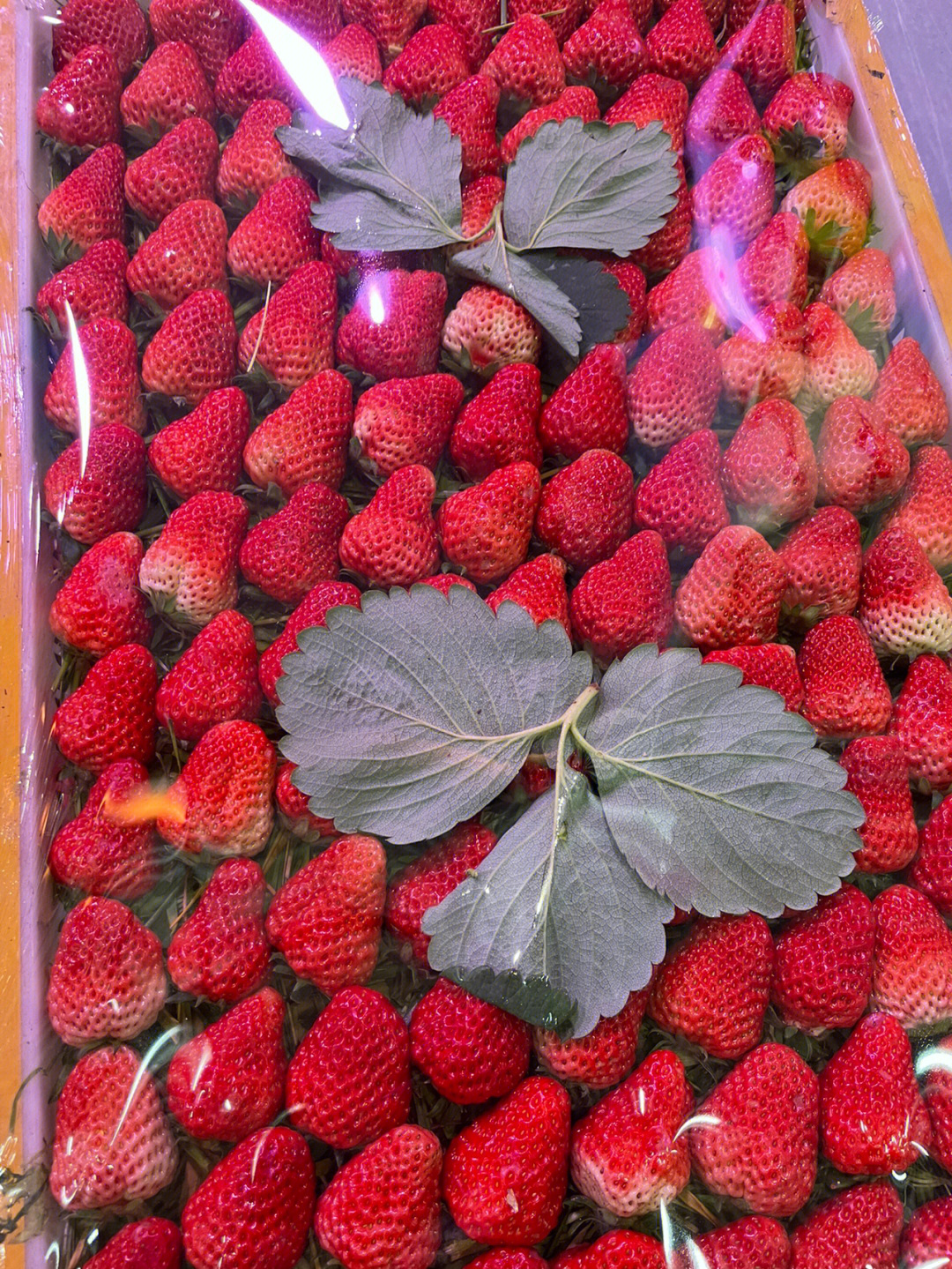 温州8元一斤的草莓