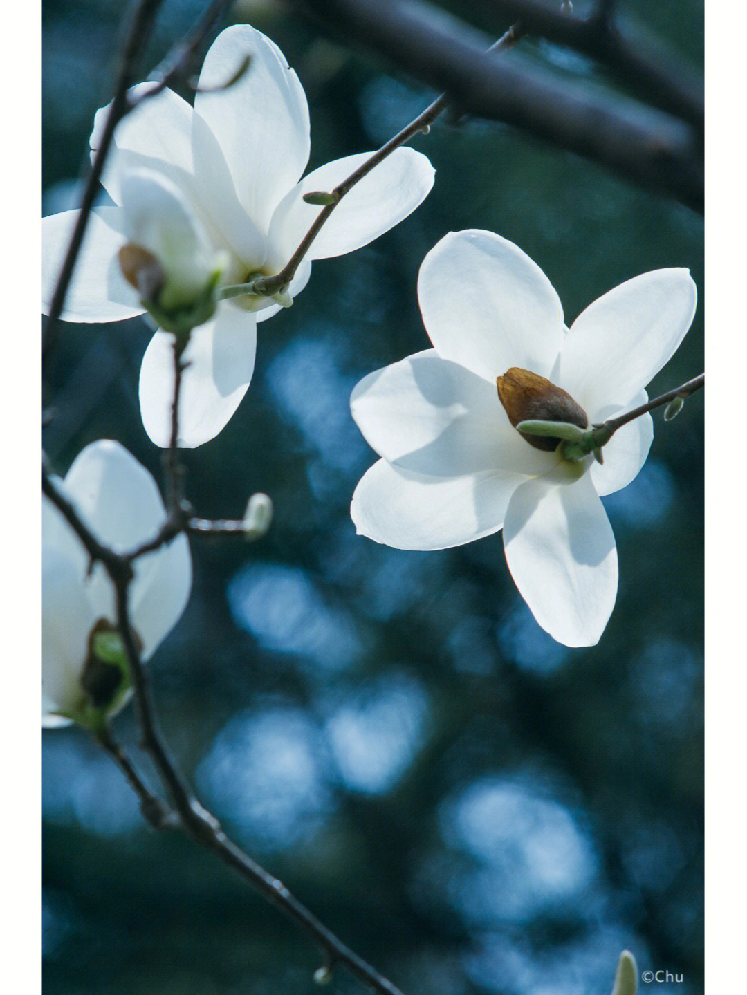 白玉兰植物记录卡图片