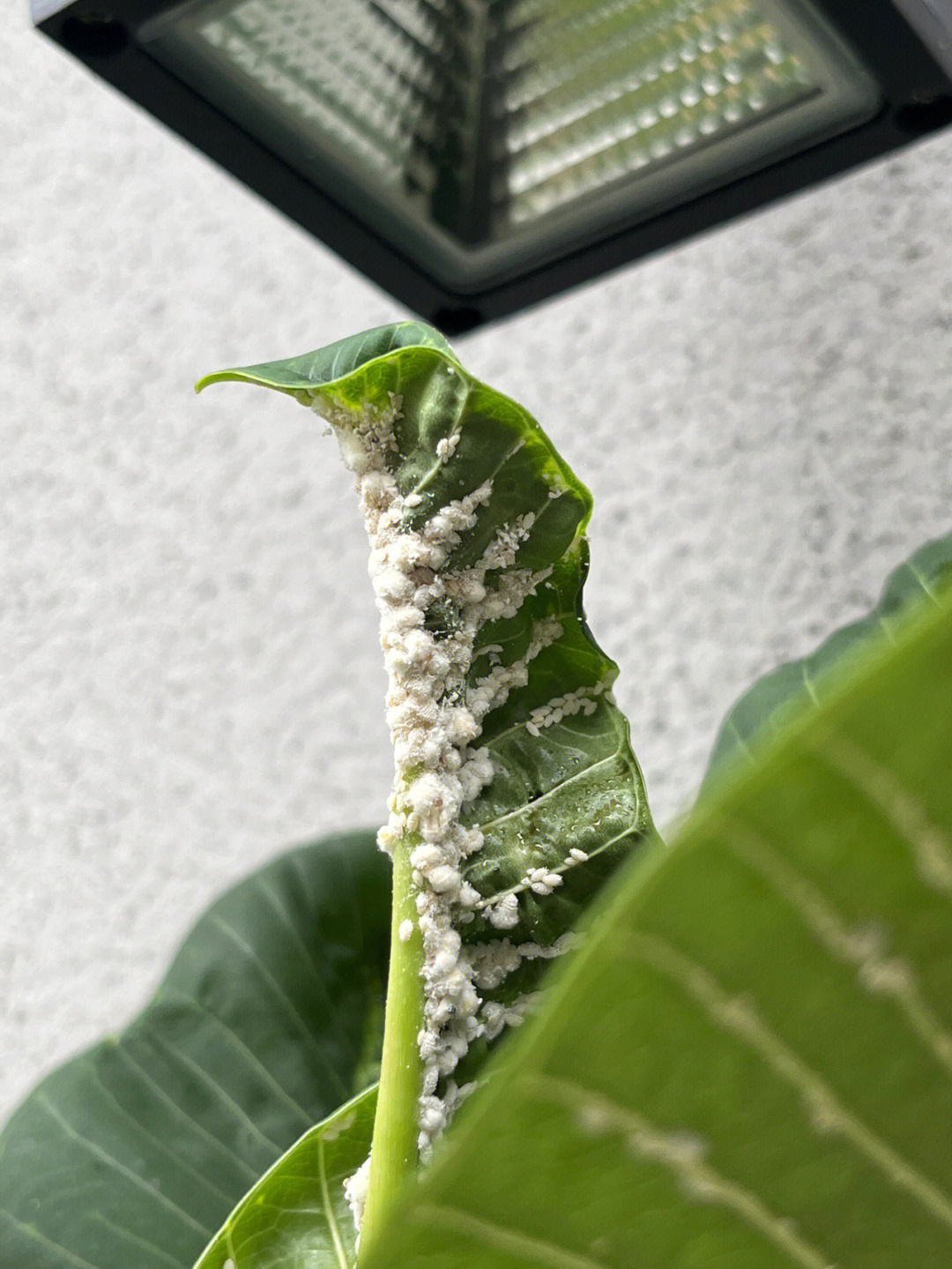 鸡蛋花锈病症状图片