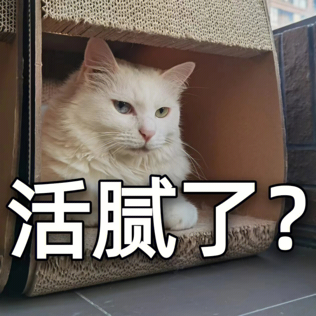 我狮子猫天生脾气暴不好惹