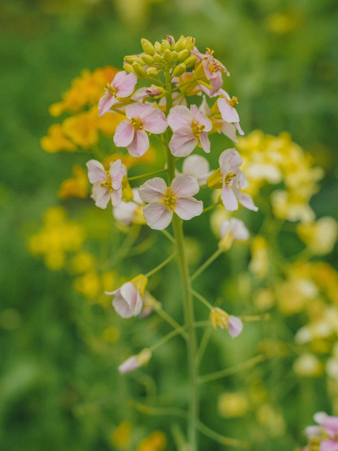 油菜花形态特征图片