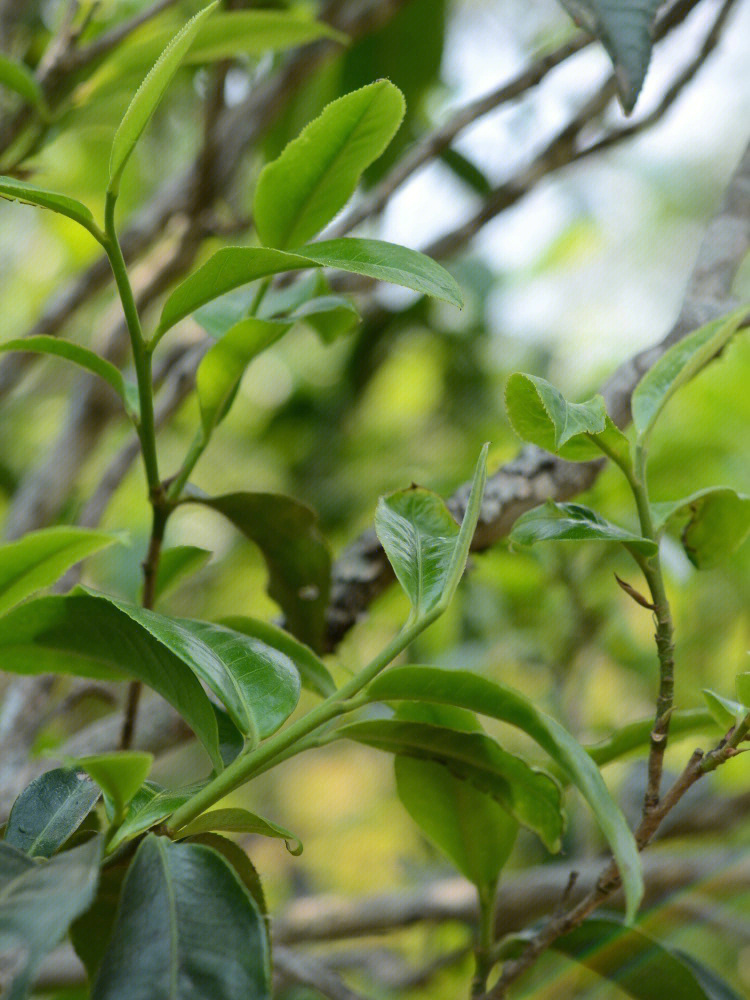 昔归古树茶有哪些特点兰香蜜韵鲜爽甜润