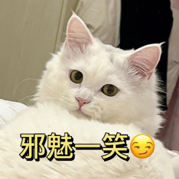 自带表情包的猫咪