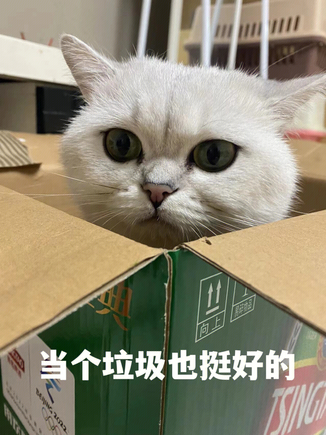 搞笑表情包猫里猫气