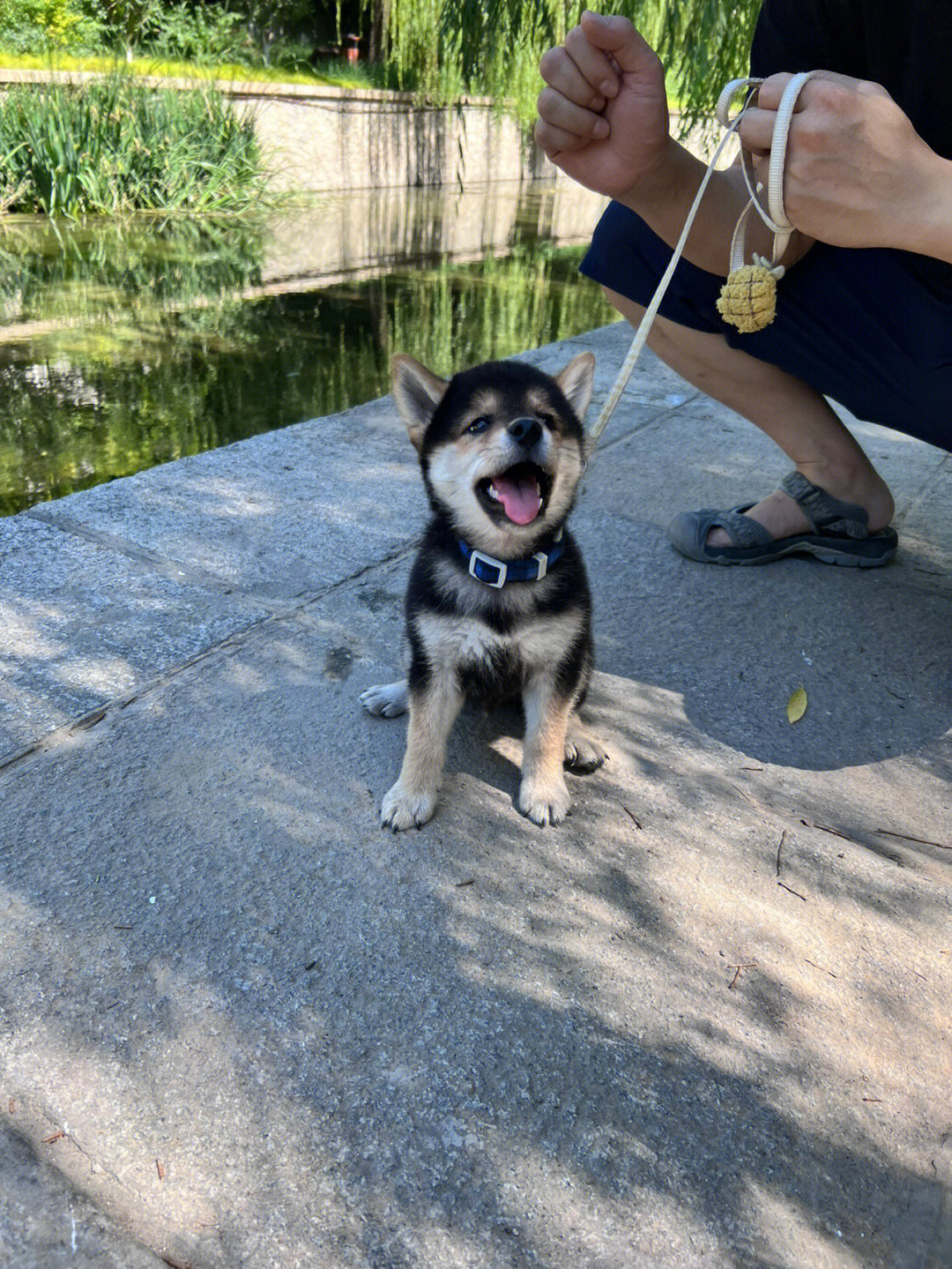 快四个月了,将会是特别配色的黑柴#柴犬宝宝#豆柴