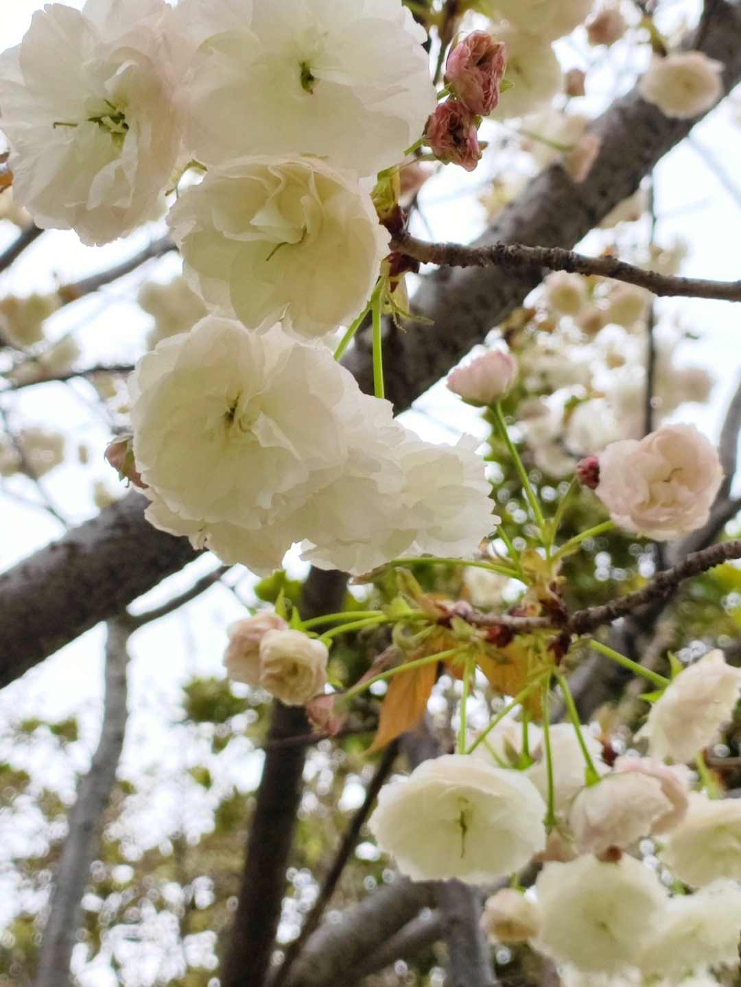 白色樱花描写图片