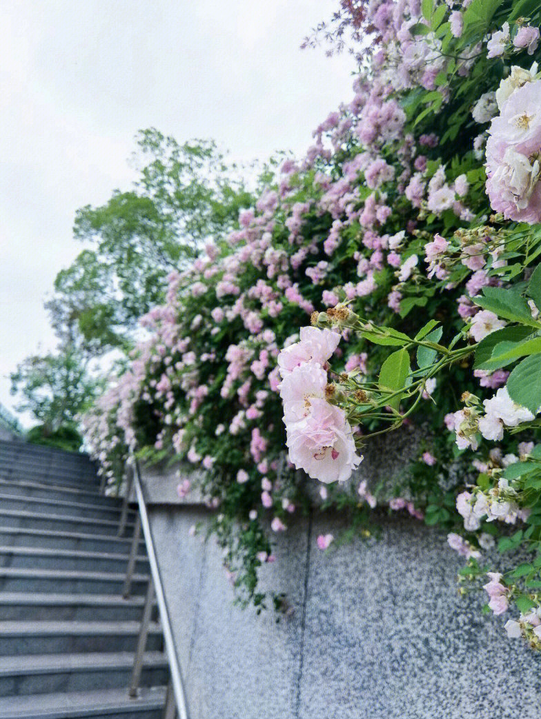 苏城的蔷薇花海