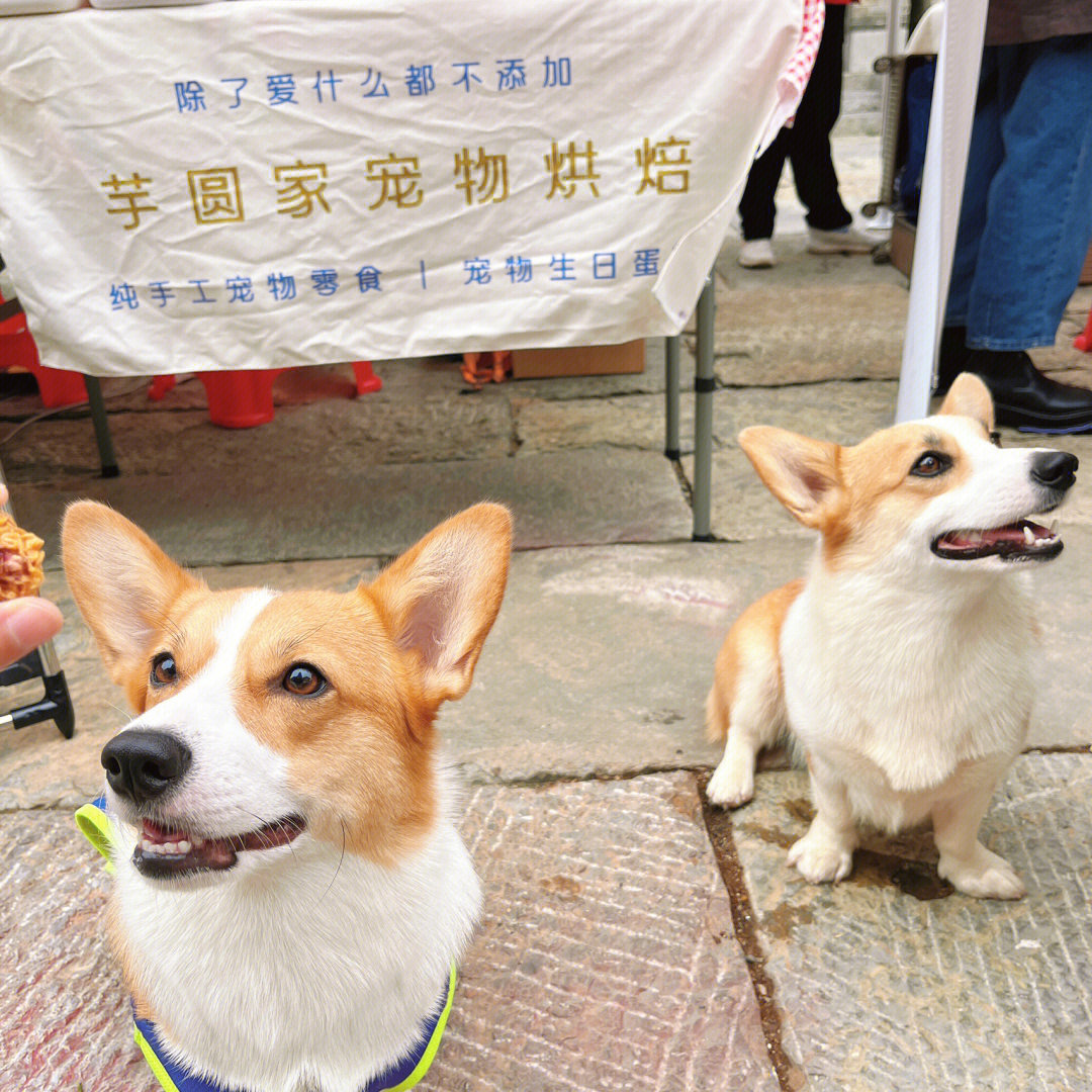 徐州狗市图片