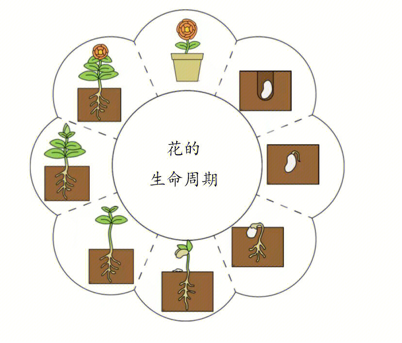 蒙氏科学文化花的生命周期