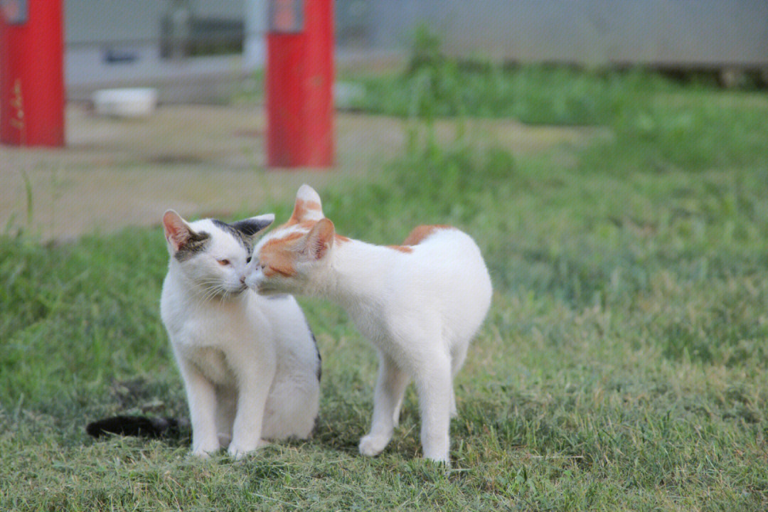 亲嘴嘴的小猫咪