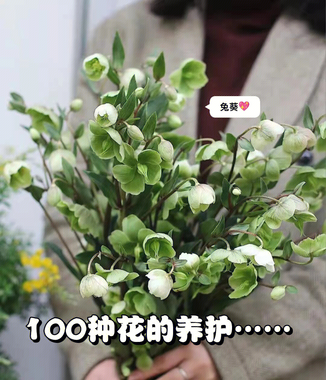 小花仙绿菟葵图片