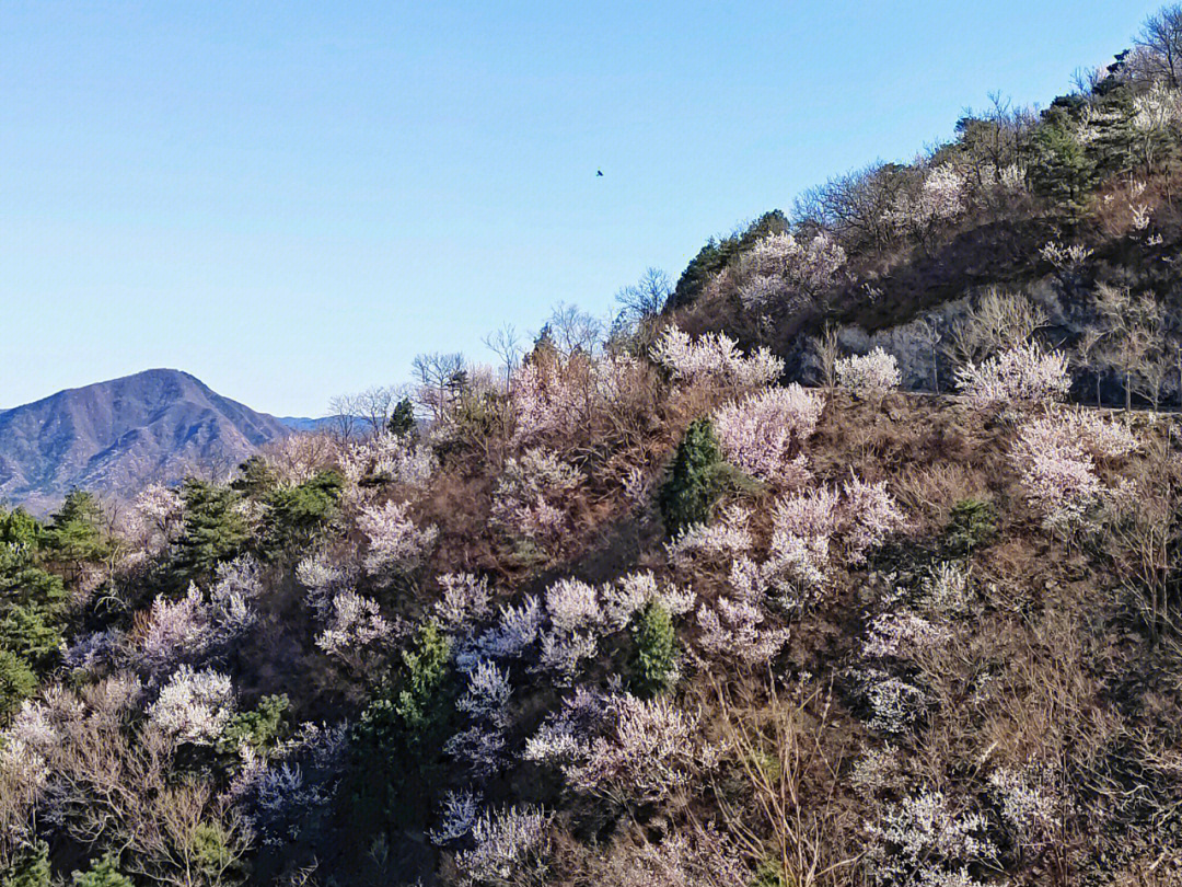 电教片山花烂漫图片