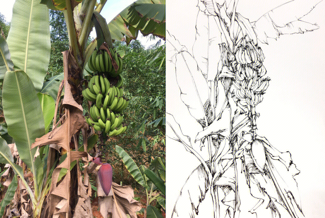 速写香蕉树,这幅画是相对来说是画的风景速写里最喜欢的一副,速写还是