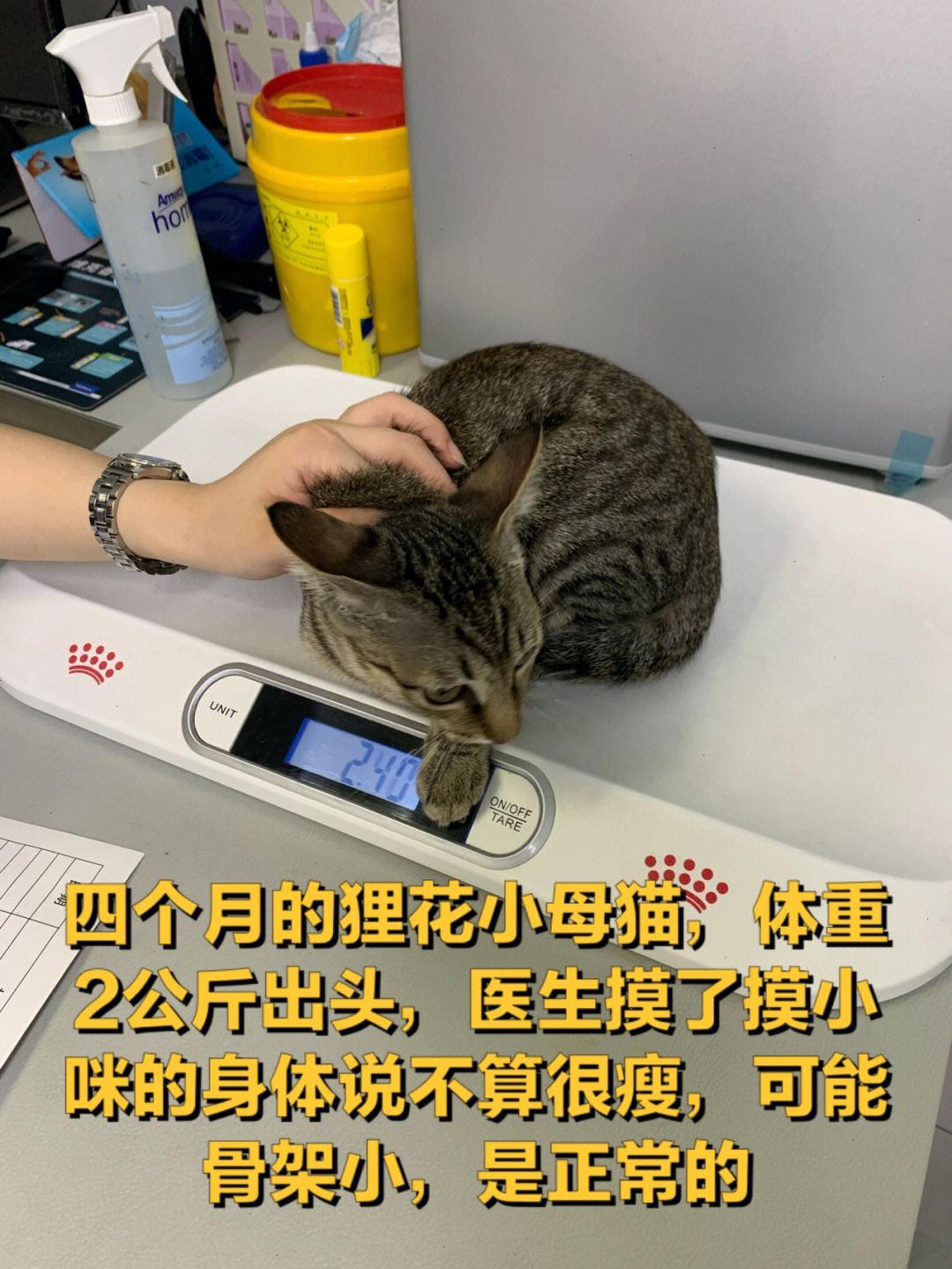 狸花猫体重年龄对照表图片