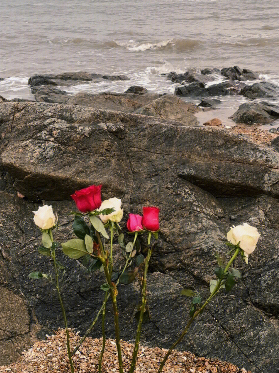 西昌邛海边的玫瑰花图片
