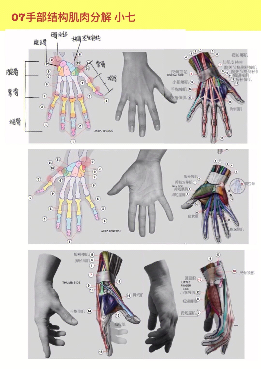 人体打卡练习07100手部结构分解