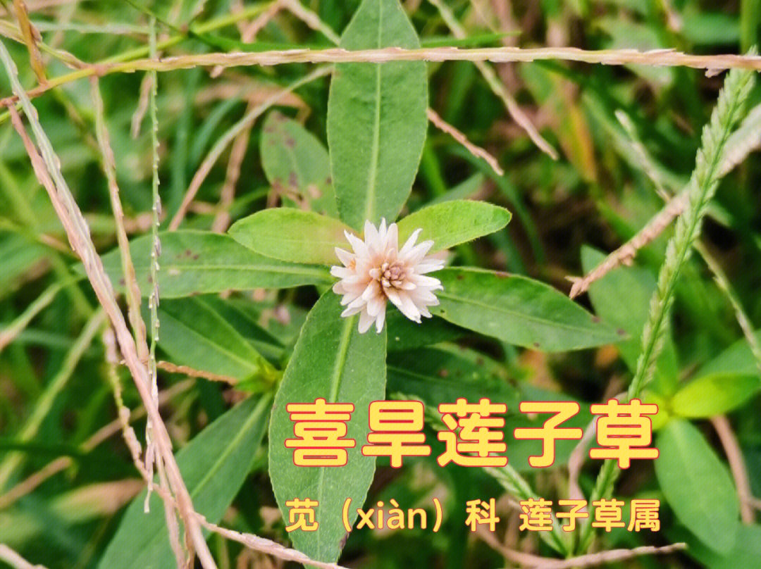91【喜旱莲子草】91(外来入侵物种=90【别名】