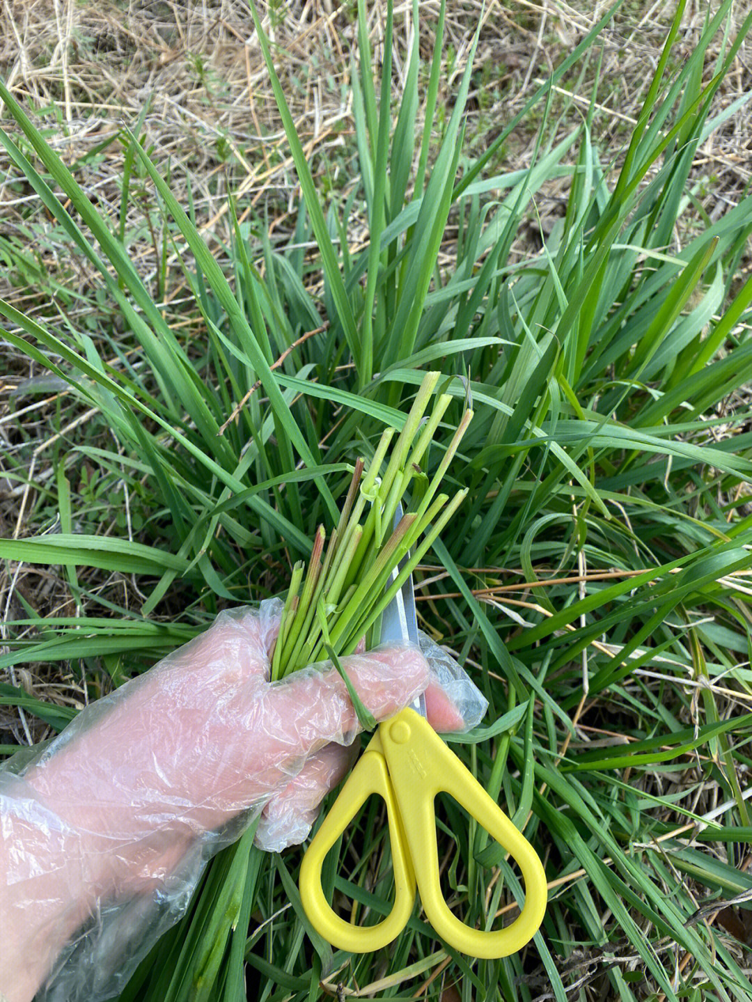 毒麦草的简介图片