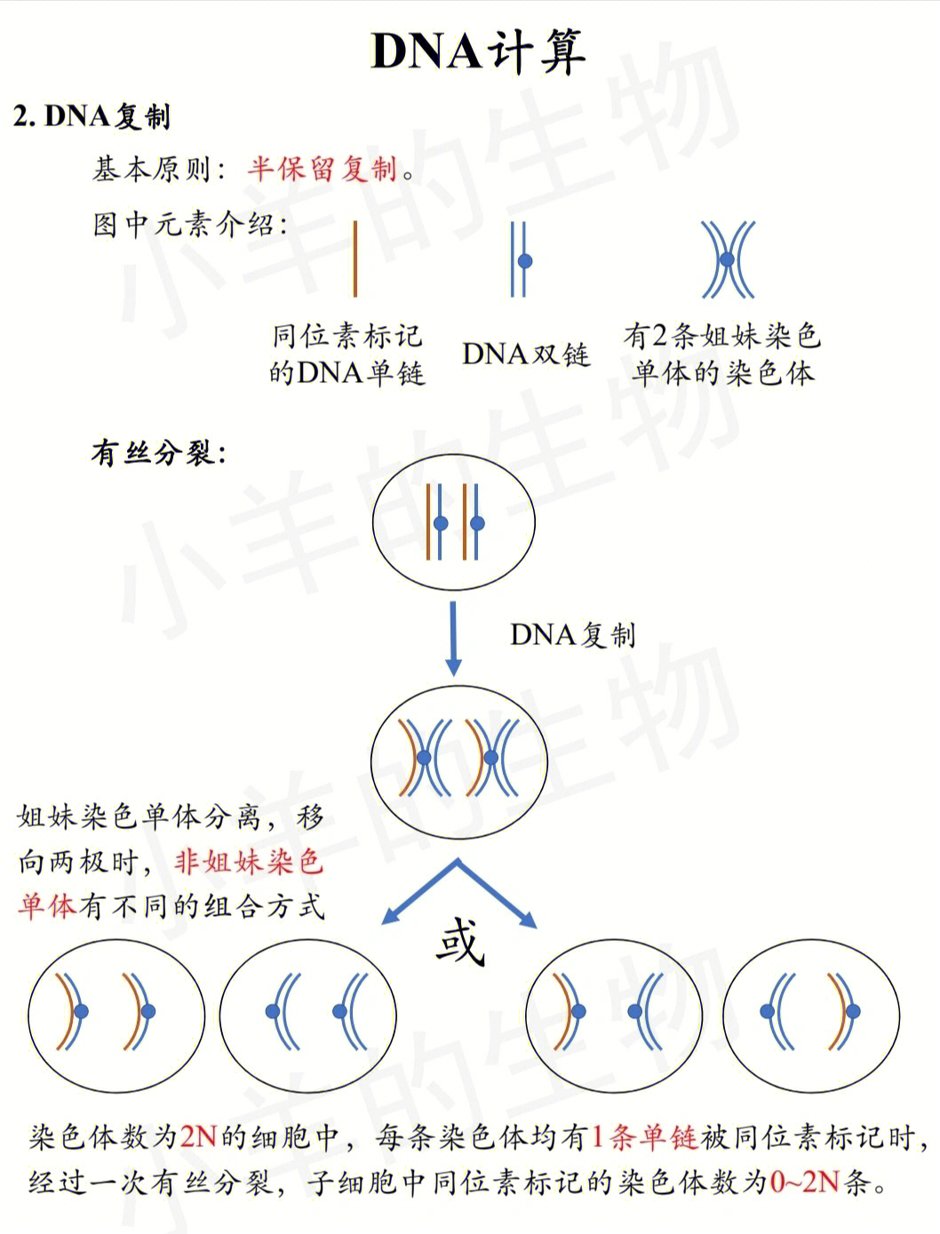 同源染色体基因图解图片