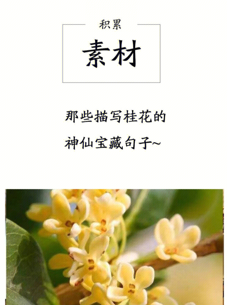 桂花树的样子描写图片