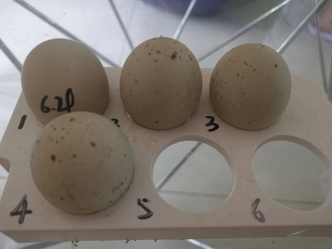 孵鸭蛋1至28天图片图片