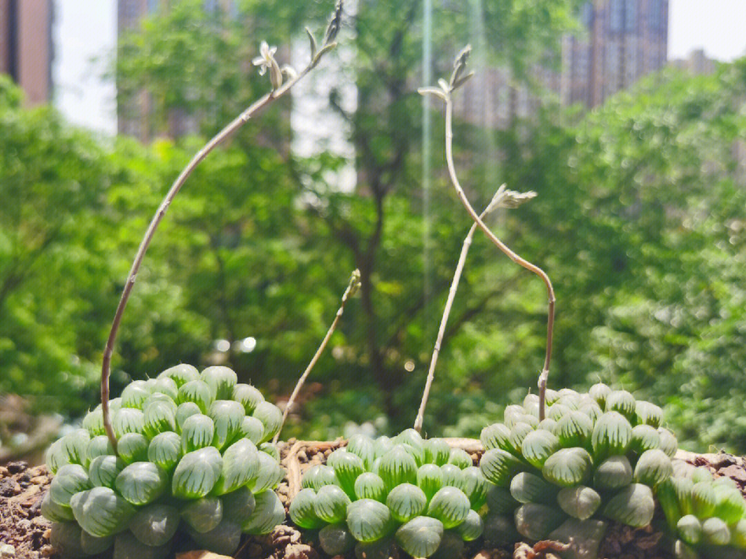 多肉水晶玉露开花图片图片