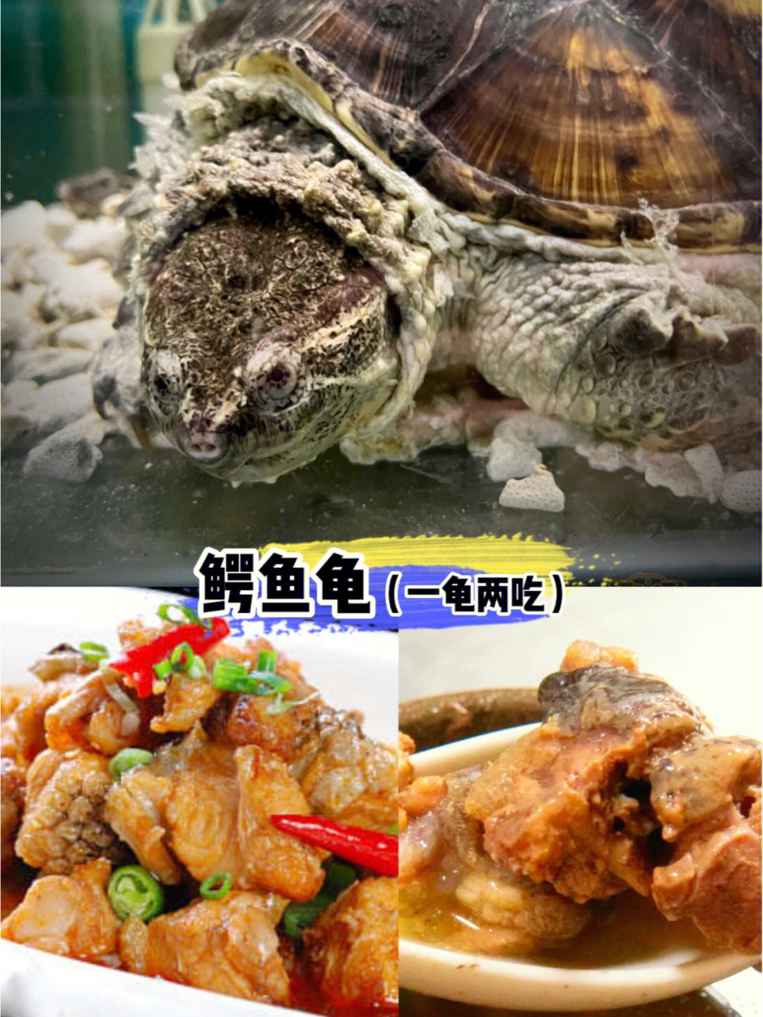 新奇菜品丨凶猛的肉食动物鳄鱼龟