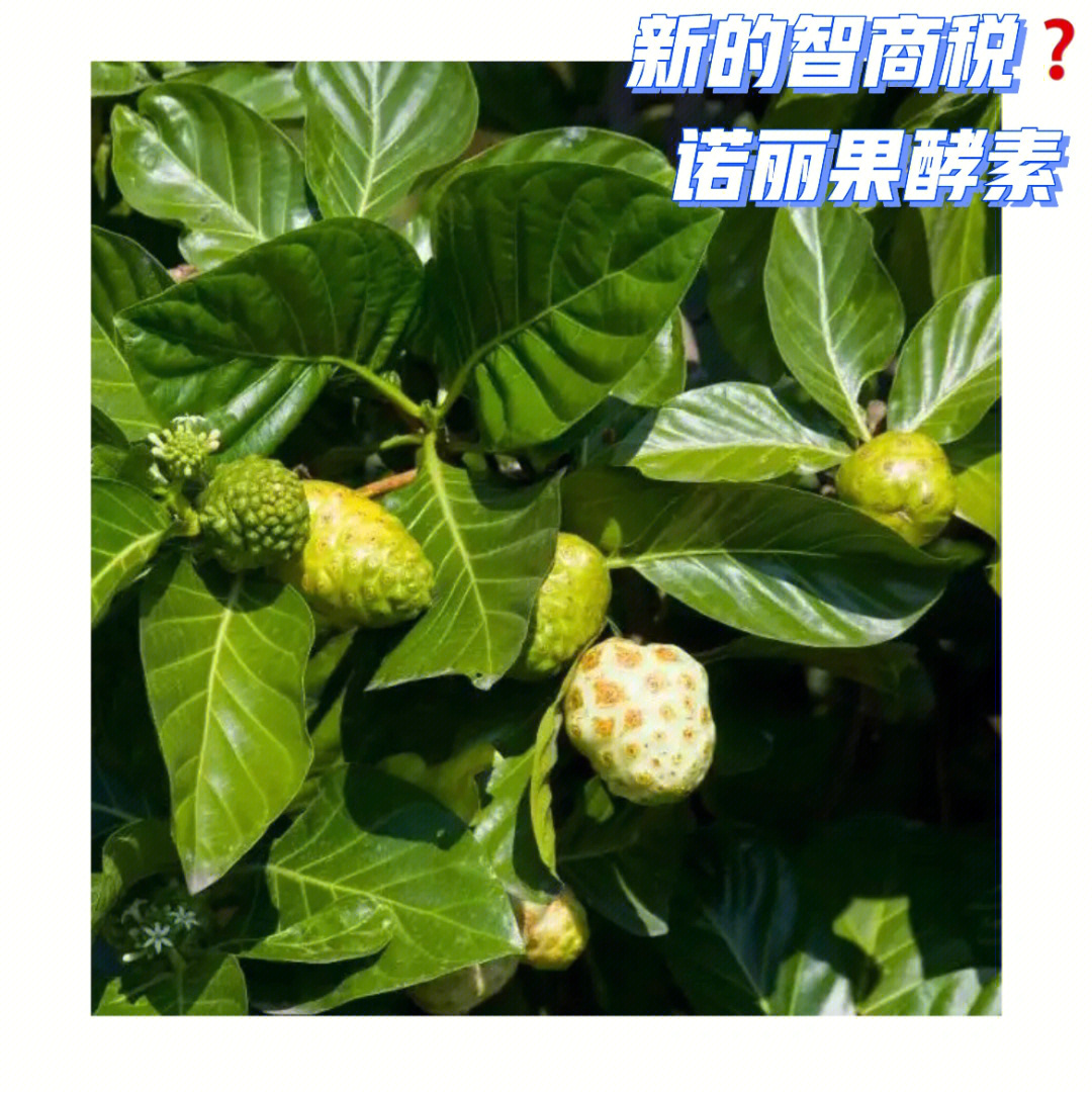 诺丽果新的智商税0463