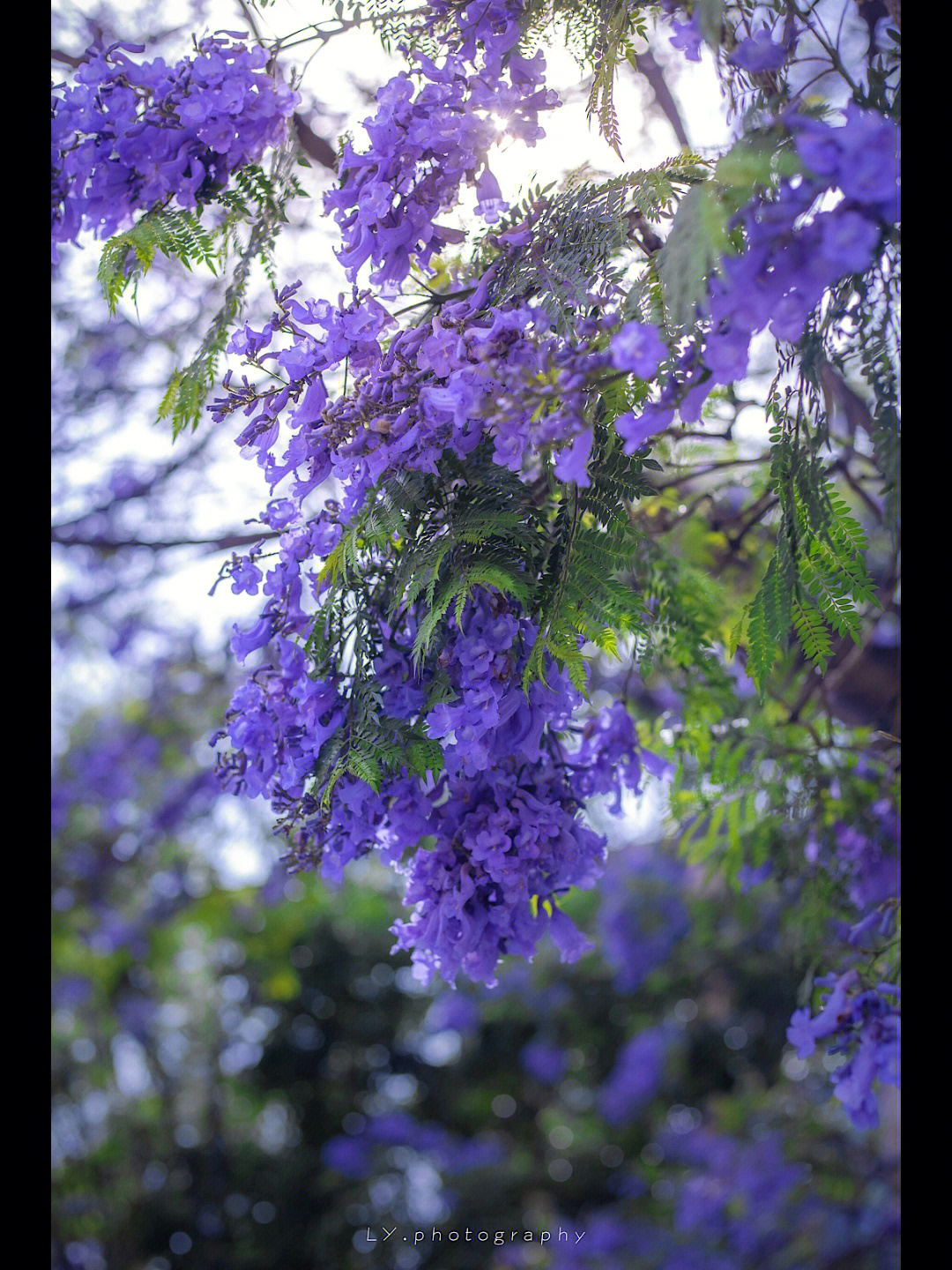 昆明蓝花楹几月份开图片