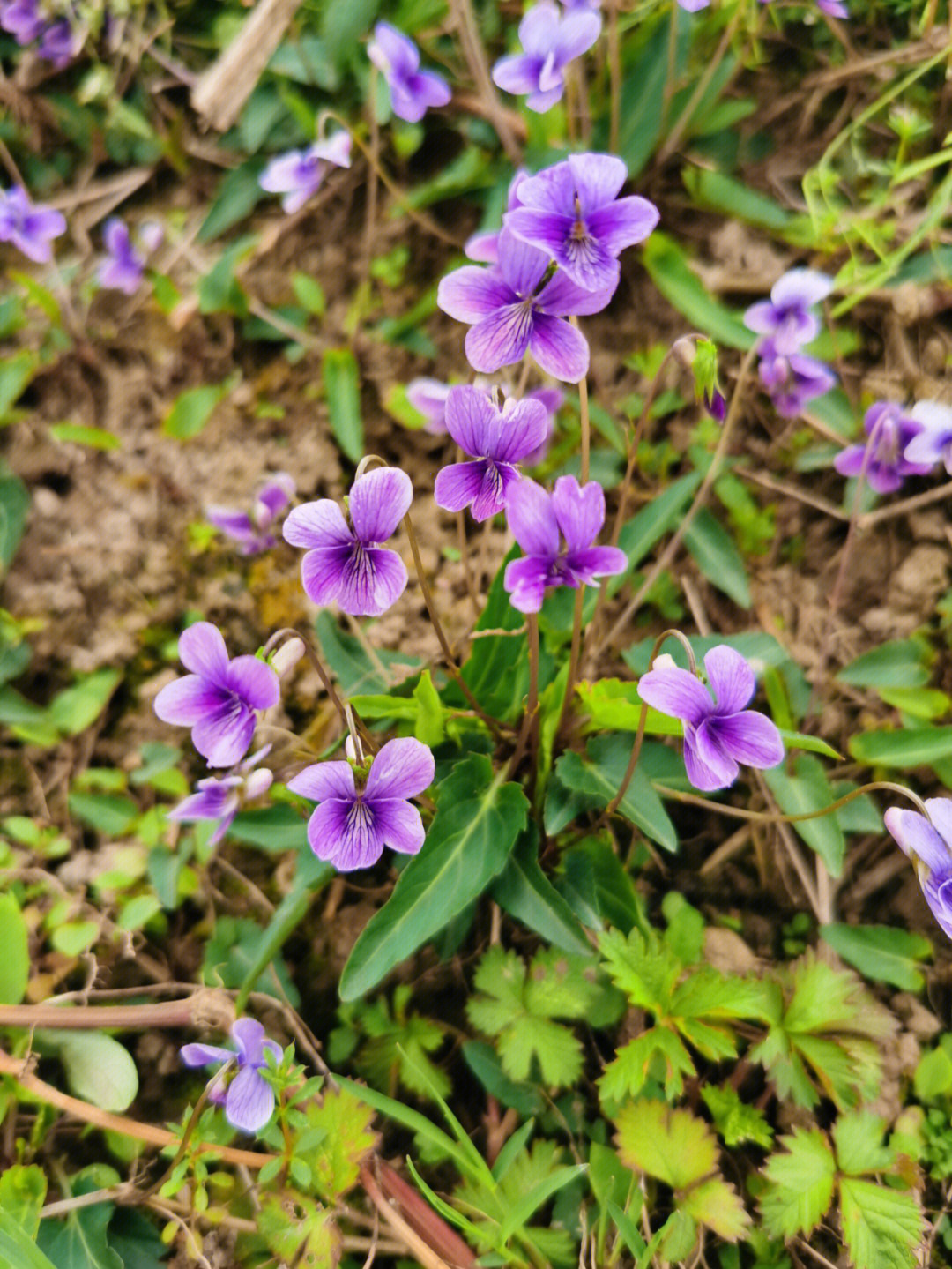 紫丁花草药图片图片