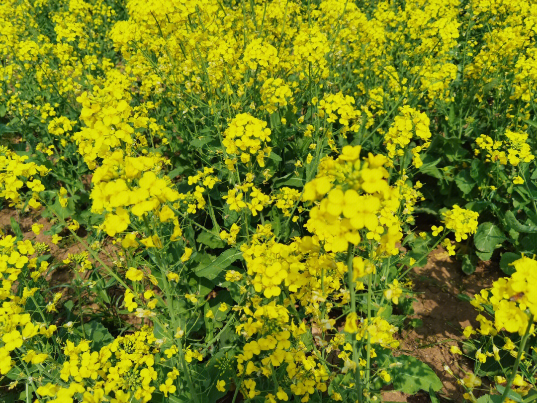 紫杆油菜花图片