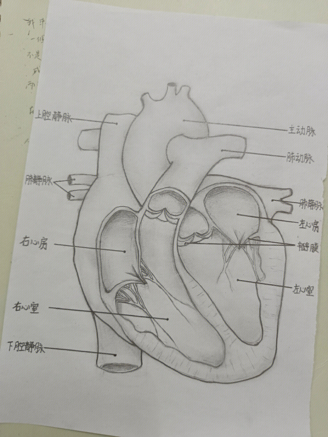 心脏解剖图绘画