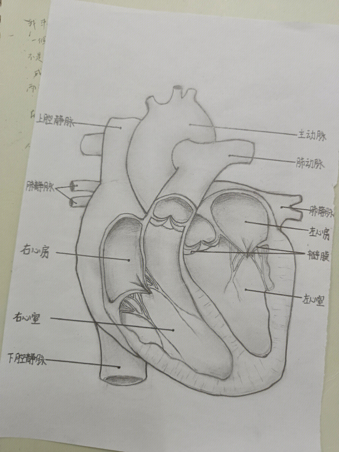 心脏手绘图结构图片