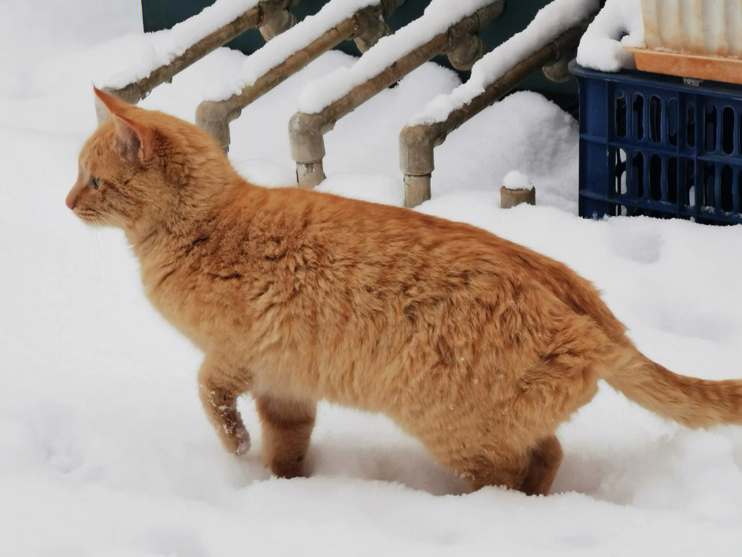 雪地里的猫