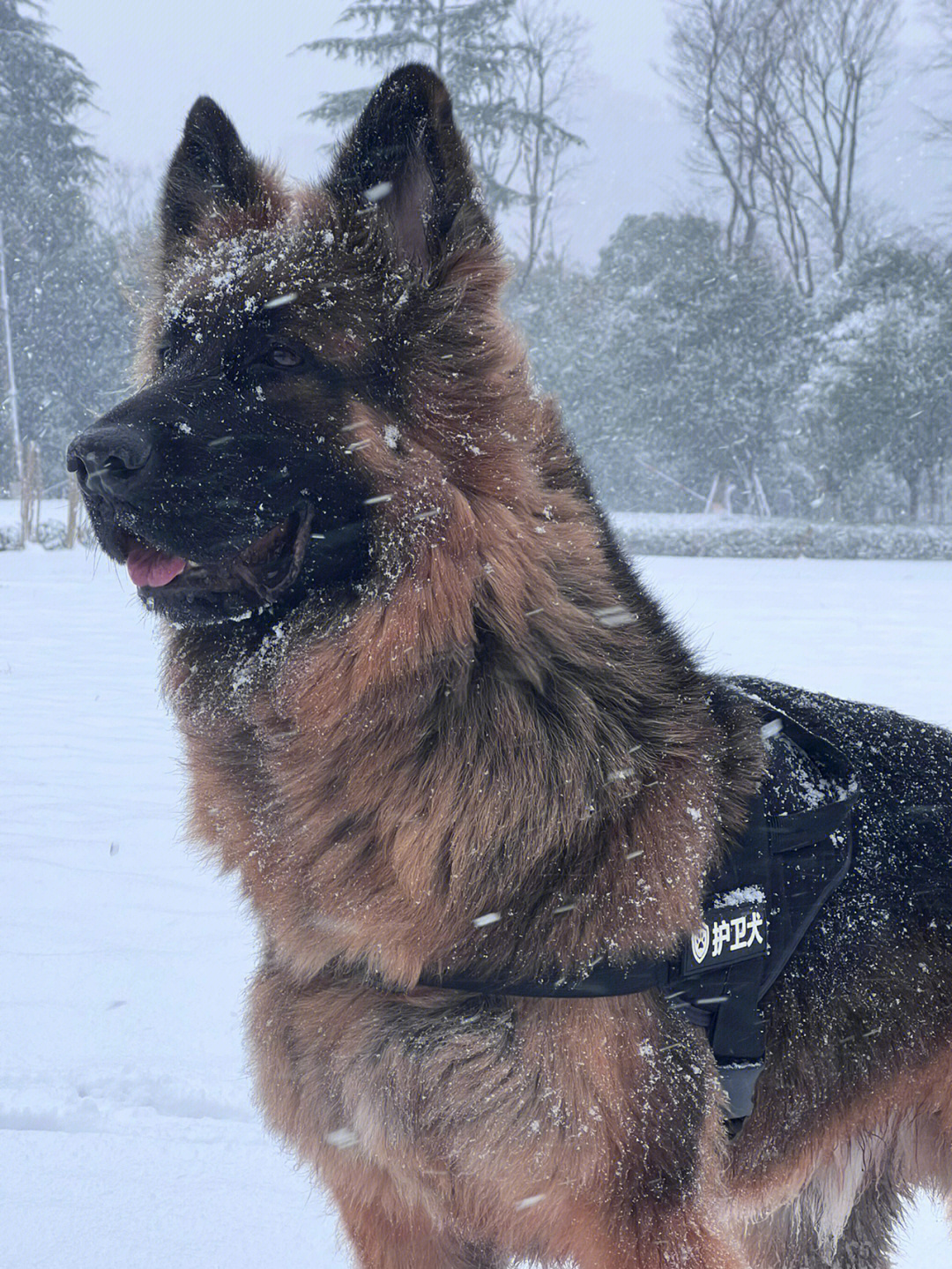 雪地地图解锁长毛德牧原图净享版