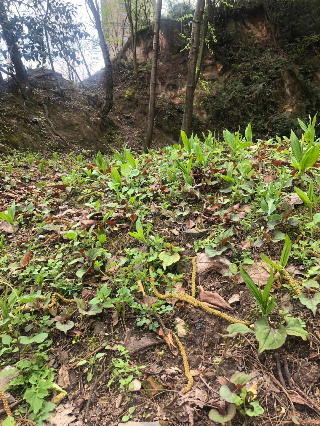 请大数据把我推给爱吃野山葱拌折耳根的朋友