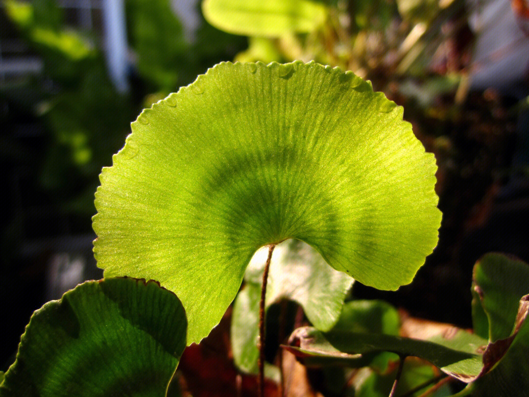 月芽铁线蕨图片