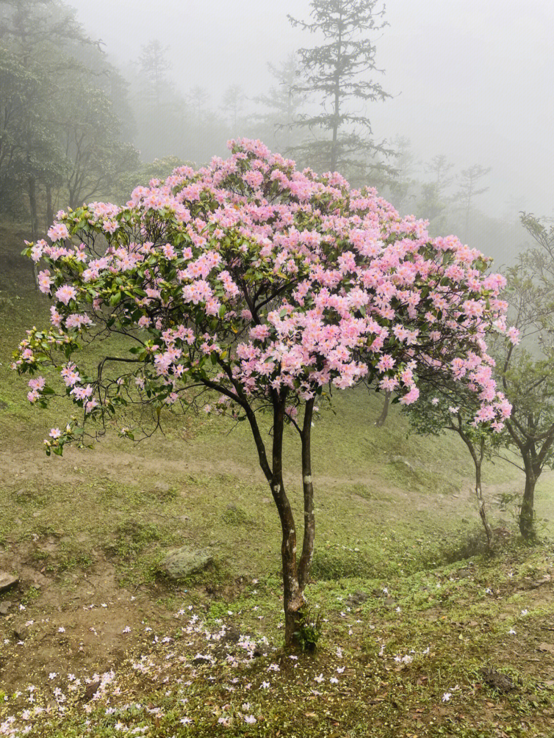 鸡笼顶山杜鹃花几月图片