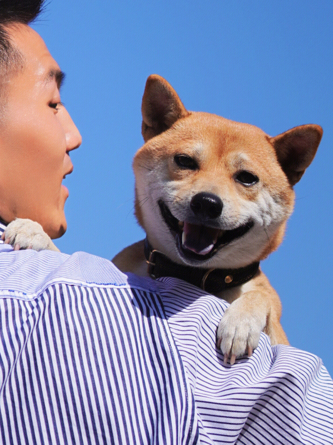 柴犬 蓝天 飞机 的图片图片