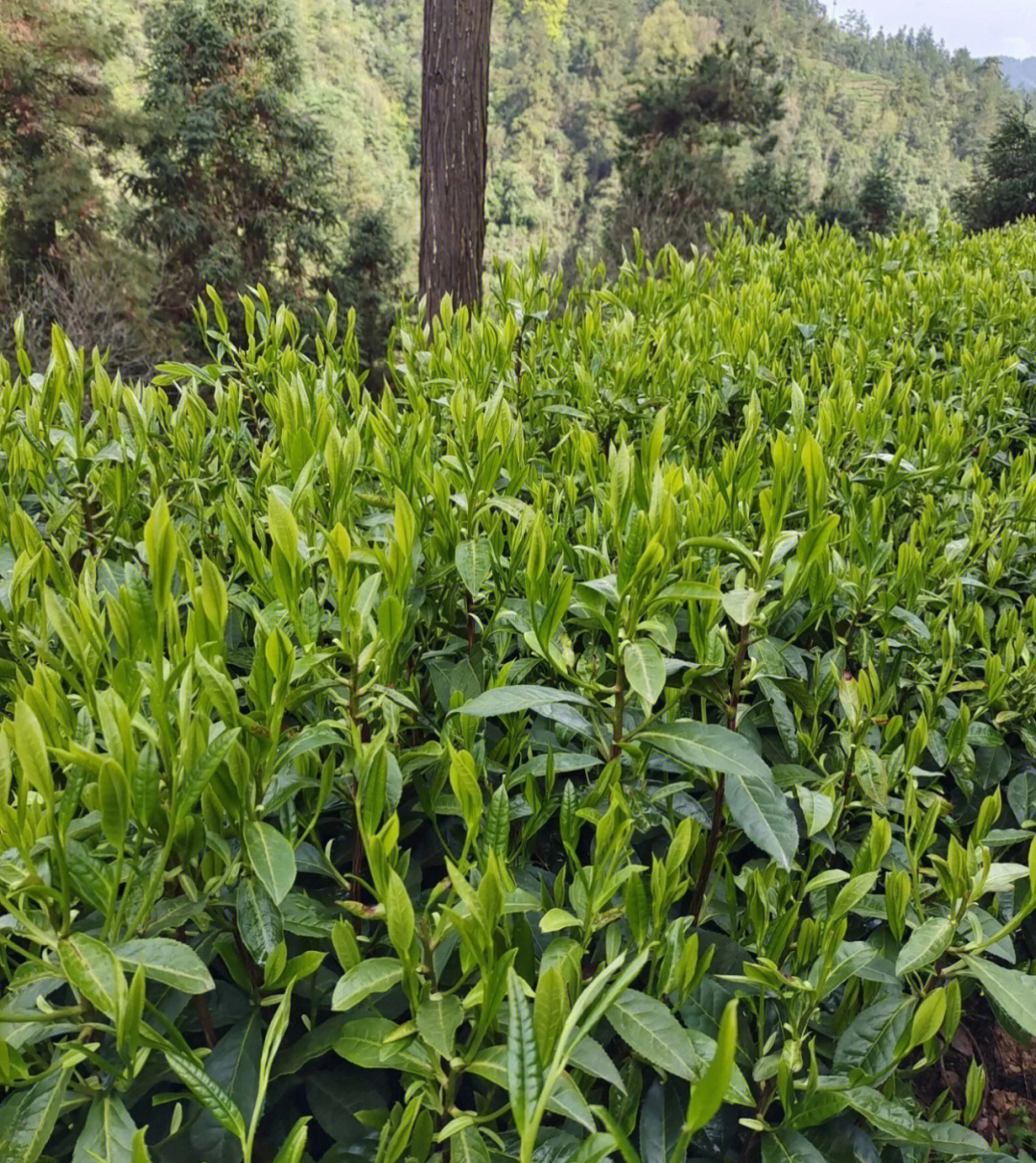 普洱春茶图片