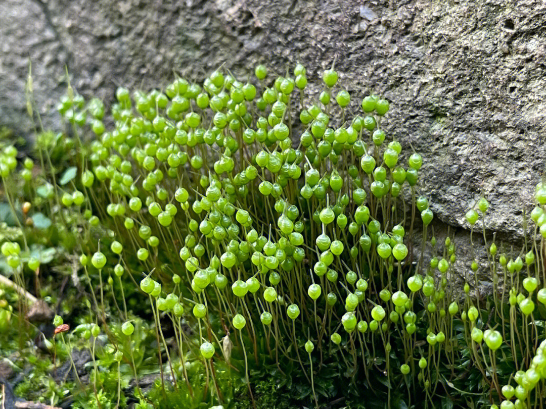 花园里可爱的苔藓孢子们