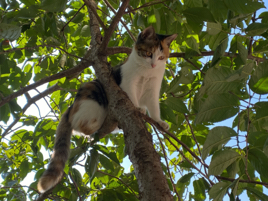 猫的树Cattree图片