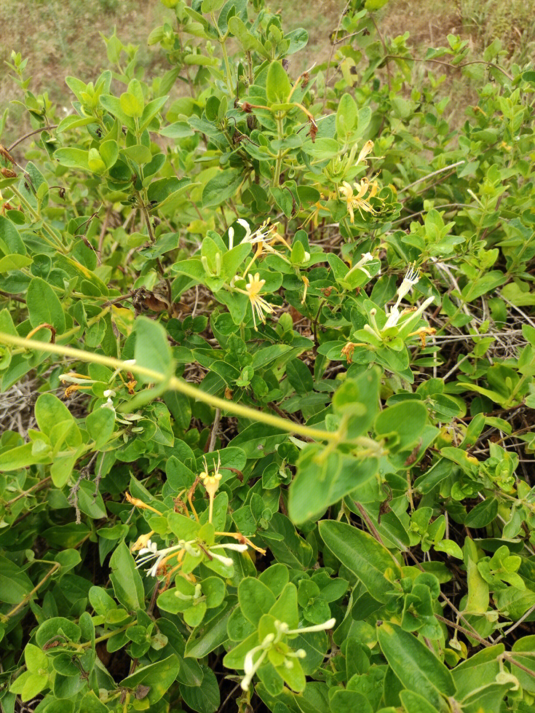 兀自开花的金银花,芬芳了盛夏