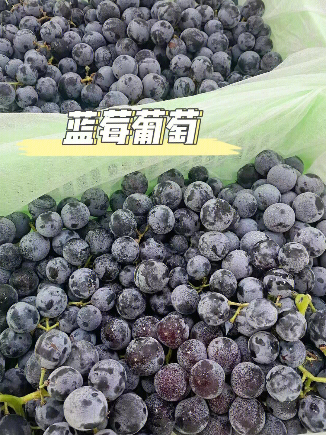 蓝莓葡萄介绍图片